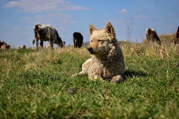 Cute shepherd dog lying on the meadow and guarding the cattle