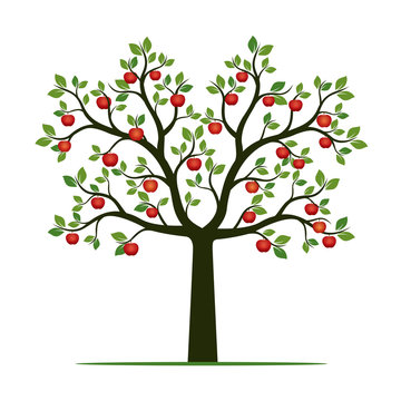 Green Tree with Leaves and red Apples. Vector Illustration.