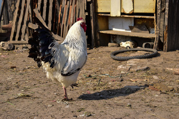 A White rooster standing on one leg in a rural yard