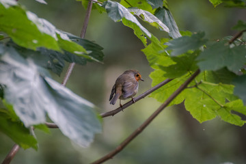 Robin, bird on a branch in the forest