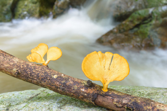 Orange mushroom with waterfall background. Natural waterfall background