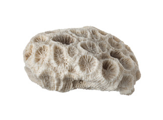 white natural coral isolated on white background