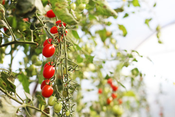 Tomatoes ripening in a greenhouse, small and red vegetables