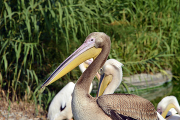 pellicani in piedi vicino ad una sorgente d'acqua