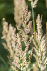 grass ears closeup