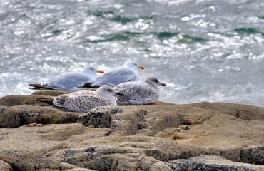 Obraz premium Une famille de Goelands attend sur un gros rocher