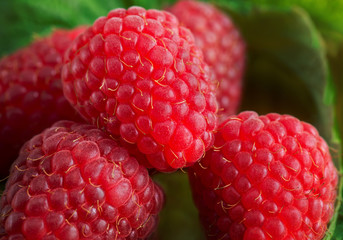 Close-up of fresh ripe organic raspberries with green leaves at the background
