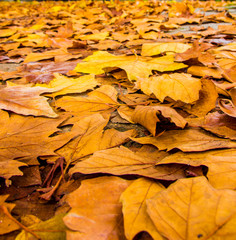 orange and golden yellow autumn leaves background