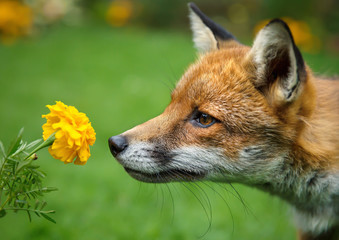 Closeup of a red fox smelling the flower marigold