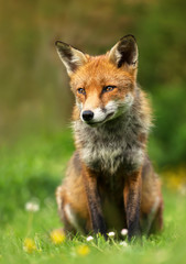 Wild male red fox sitting in the flowery meadow in summer, UK