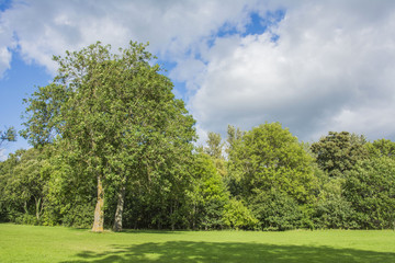 Trees, meadow and sky