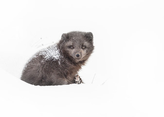 Female arctic fox laying on the snow with fur covered with snow, winter in Iceland