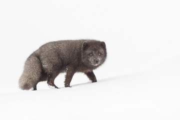 Blue morph male arctic fox during a deep and cold winter in Iceland