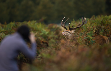 Photographer taking a picture of a deer in the park during rutting season, UK