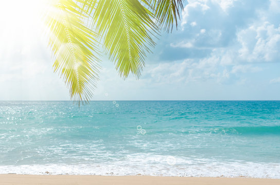 Tropical palm tree on beach background.