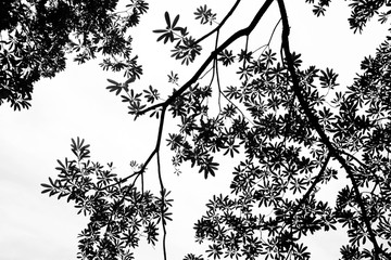 silhouette tree branches and leaves in nature - monochrome