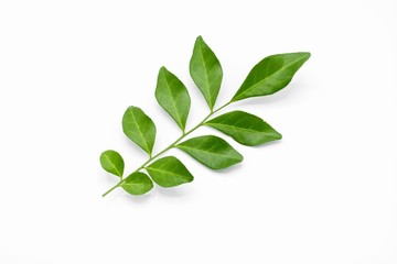 Twig with green leaves isolated on white background