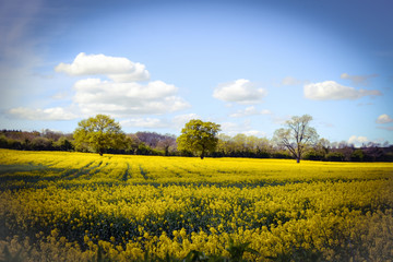 Obraz premium English summertime rapeseed harvest