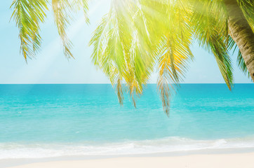 Fototapeta na wymiar Tropical palm tree on beach background.
