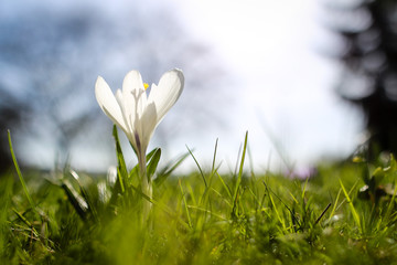 Spring crocus