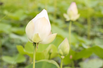 lotus flower color pink, style image blur.