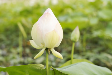lotus flower color pink, style image blur.