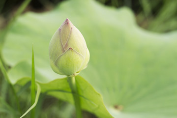 lotus flower color pink, style image blur.
