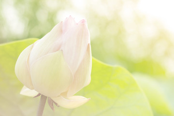 lotus flower color pink, style image blur.(the image is a color customization)