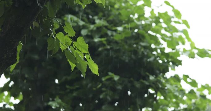 Slow motion handheld shot of linden tree under rain closeup