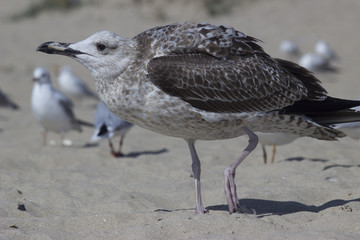 albatross and a flock of seabirds