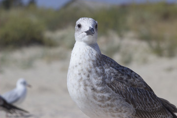 albatross on the seacoast