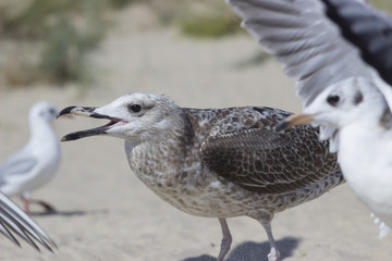 Screaming albatross among a flock of birds