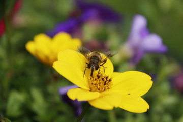 Biene auf Blume