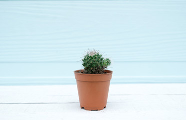 Cactus in pot on a wooden floor background 