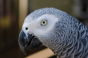 Close up African Gray Parrot.