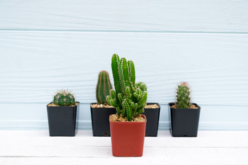 Cactus in pot on a wooden floor background 