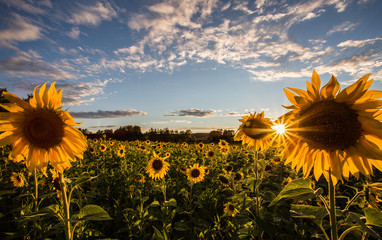 the sun and the flowers