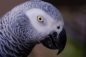 Close up African Gray Parrot.