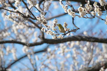 梅とメジロ