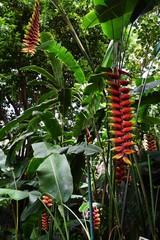 へりこにあ・ろすとらーた