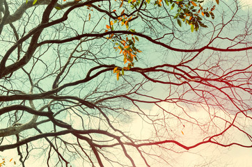 Nature autumn tree branch on sky abstract background.