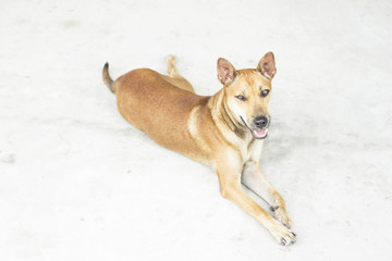 photography of brown cute stray dog on day time .,image style blur.