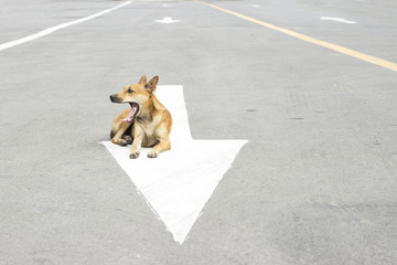 photography of brown cute stray dog on day time .,image style blur.