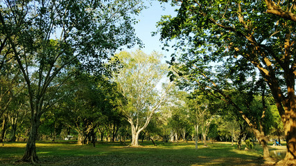 Obraz premium Green trees during the morning sunrise in the park.