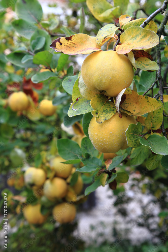 Canvas Prints quince tree with fruits