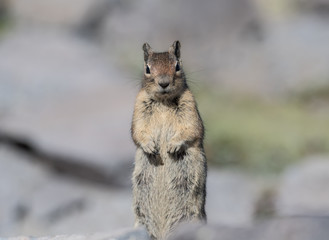 Obraz premium Ground Squirrel Stands To Look at Camera