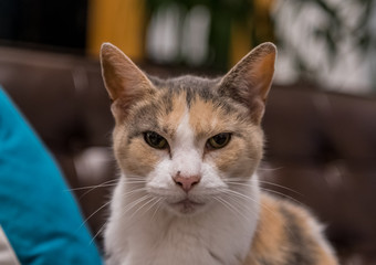 Grumpy Old Cat Stares at Camera