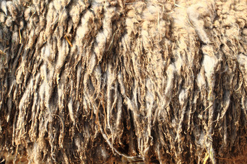 wool sheep texture