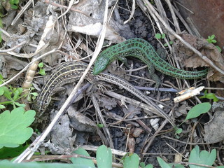 green and gray lizards