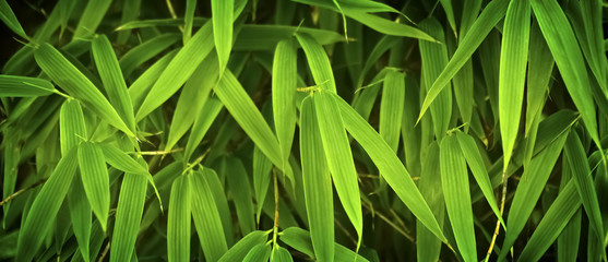 Bambusblätter